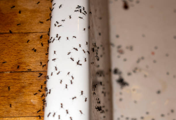 Best Insect Control  in Bunk Foss, WA